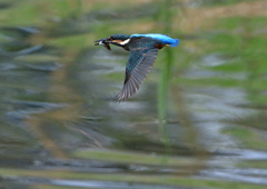 いつもの公園　若鳥登場　６/６❺