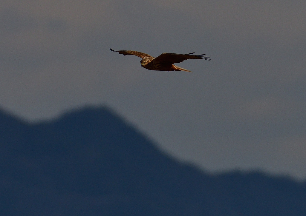 チュウヒ　１/１３❶