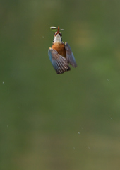 魚を・・・・　５/２６❸