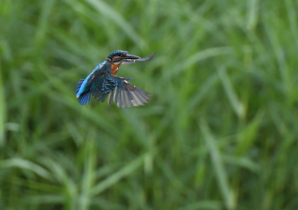 ホバ・・・・・・❔　９/２２