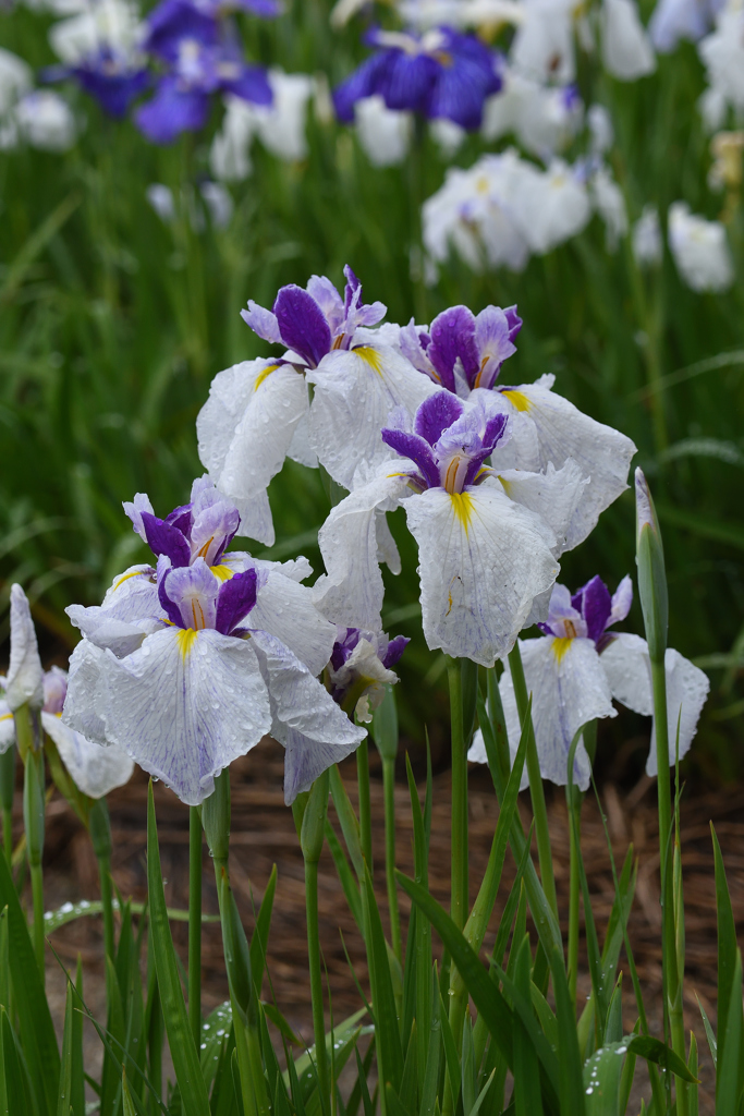  花ショウブ