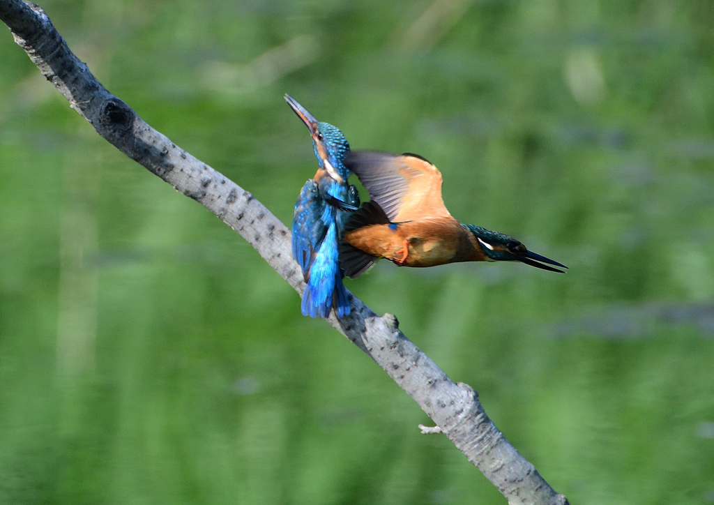 2羽のカワセミ　８/１９❺