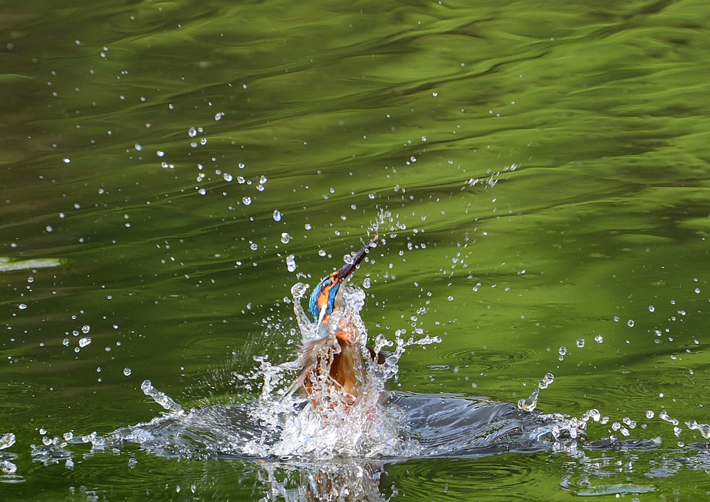 ダイブ　５/１２❺