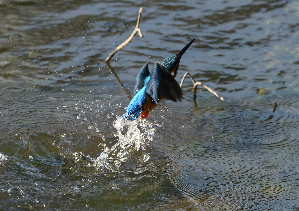 _190125_085516 DSC_6269