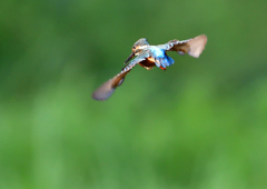 いつもの公園で　８/３０❸