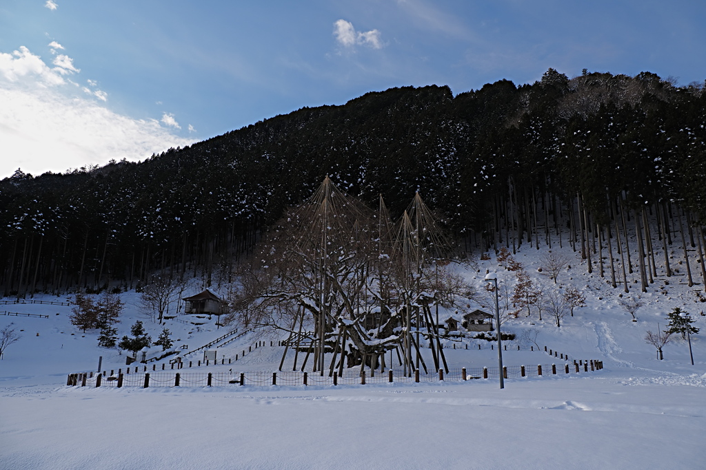 雪景色　１２/２９❶