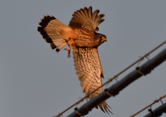 チョウゲンボウ　１１/１８❷