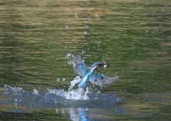 魚を・・・・　４/２０❶