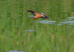 飛翔中・・・❓　８/６