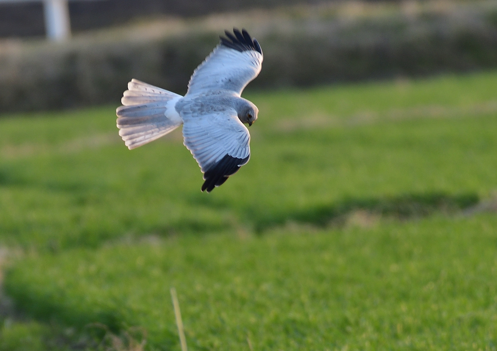 _190301_171436 DSC_3776