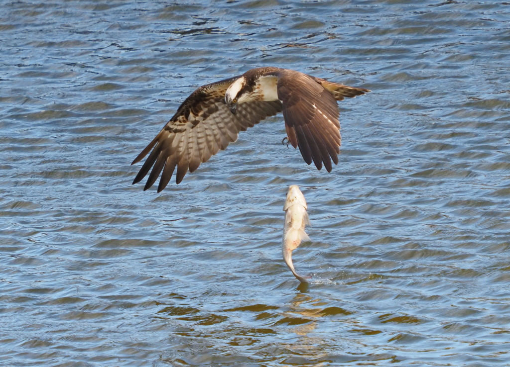 ミサゴ　２/８❸