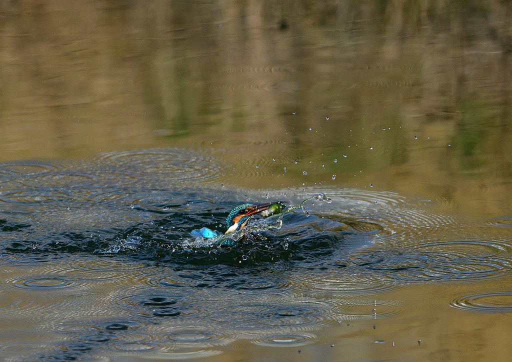 魚を・・・・❷