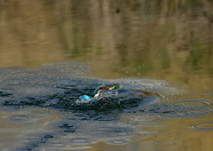 魚を・・・・❷