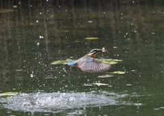 ダイブ　５/１３❷