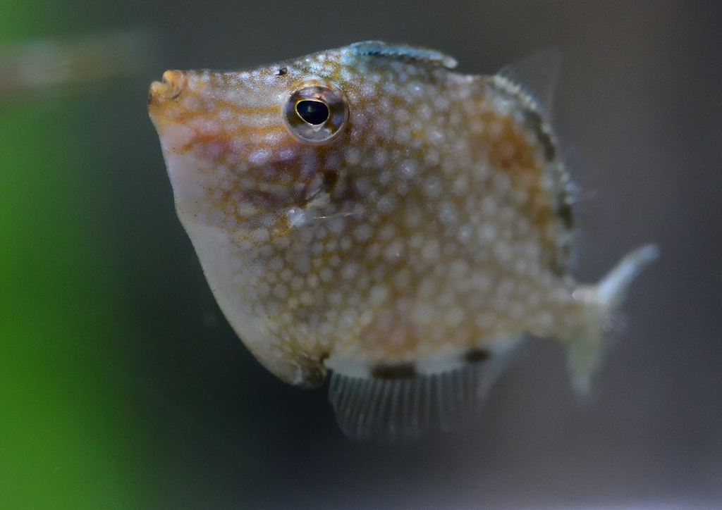 アミメハギ　８/７