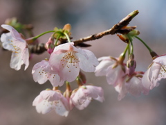 春本番　３/７❸