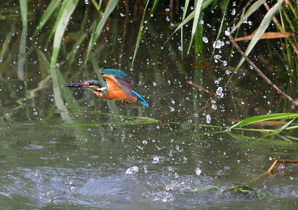 いつもの公園　７/２２➂