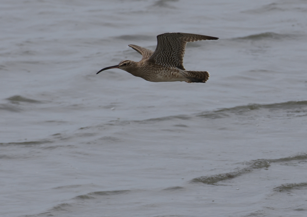 チュウシャクシギ　５/３❷
