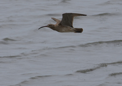 チュウシャクシギ　５/３❷