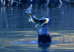 鯉を・・・・・　１１/１４❶