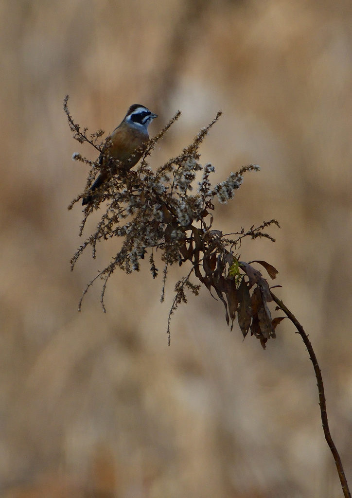 ホオジロ　１２/１１