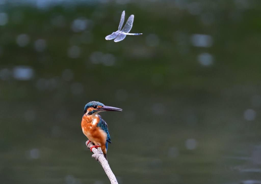 いつもの公園で　８/２１❸