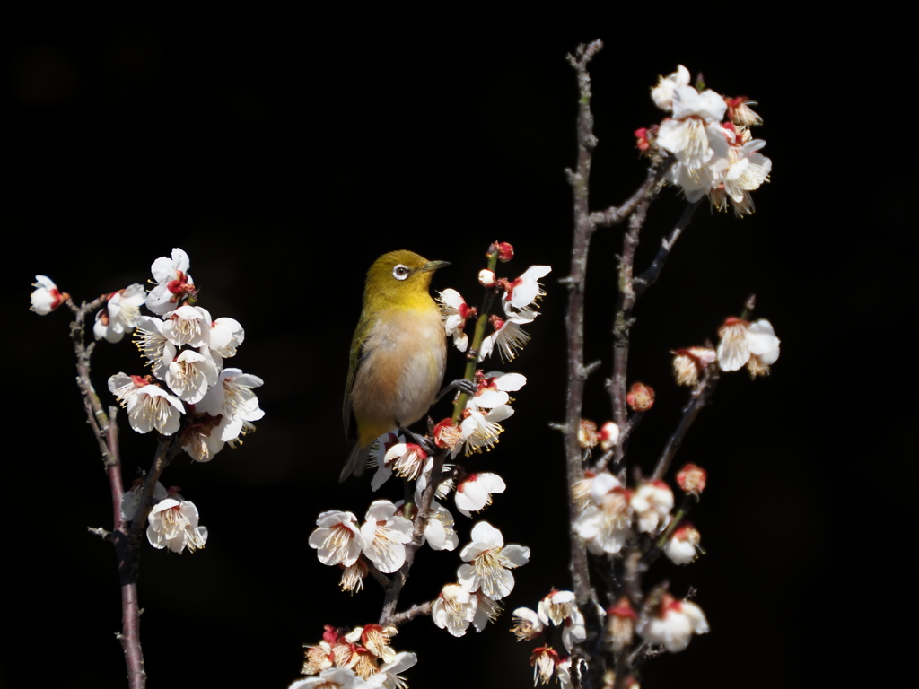 メジロ　２/２５❺