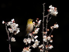 メジロ　２/２５❺