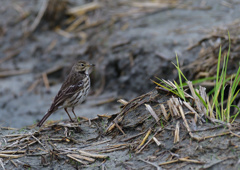 タヒバリ　１１/２６
