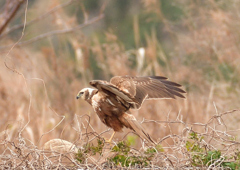 チュウヒ　２/１２❹