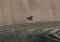 大きな魚を・・・・❷