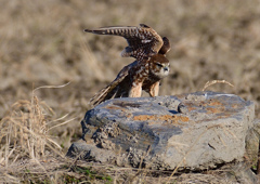 メスのコチョウゲンボウ　２/２５❸