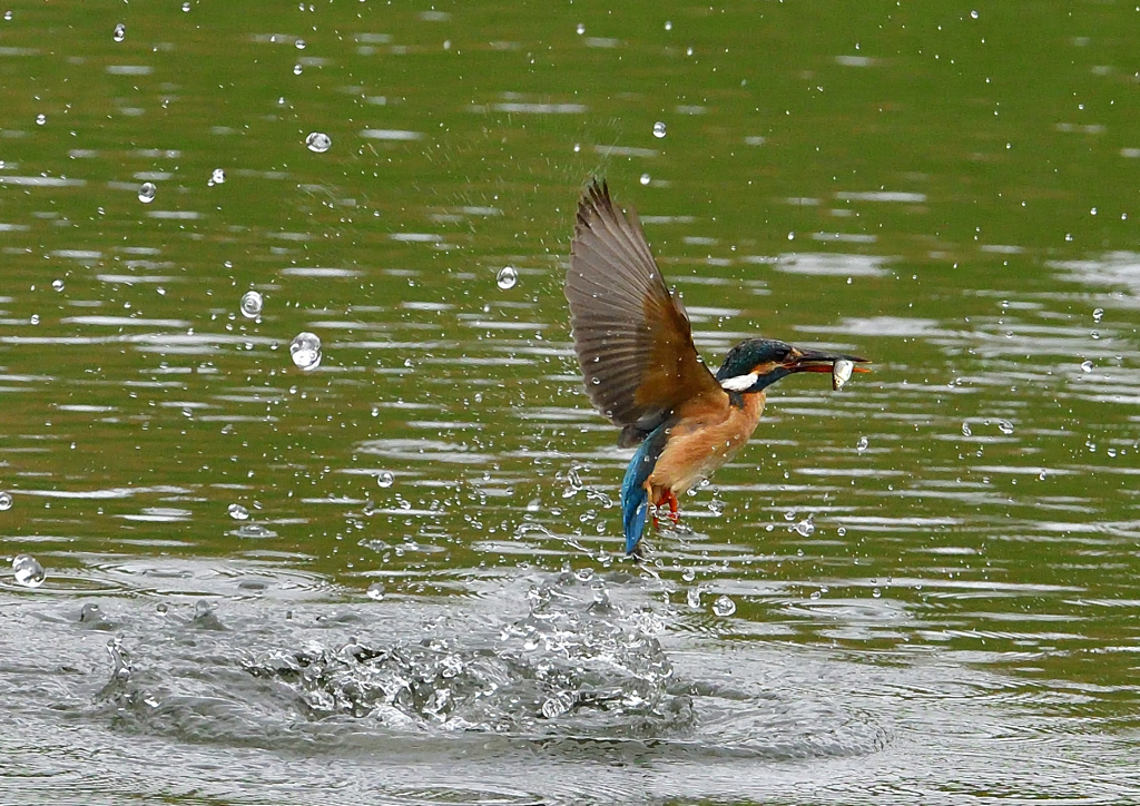 魚を・・・・・・　５/２１❹