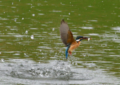 魚を・・・・・・　５/２１❹