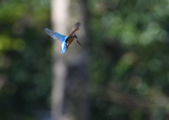 ホバ　４/１３❶