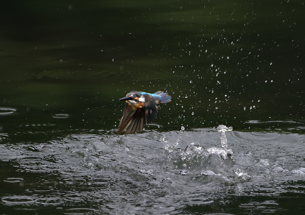 ダイブ　８/２０❷