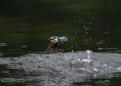 ダイブ　８/２０❷