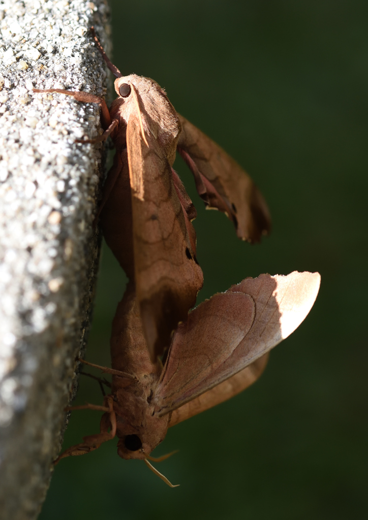 蛾の交尾 By Sand Id 写真共有サイト Photohito