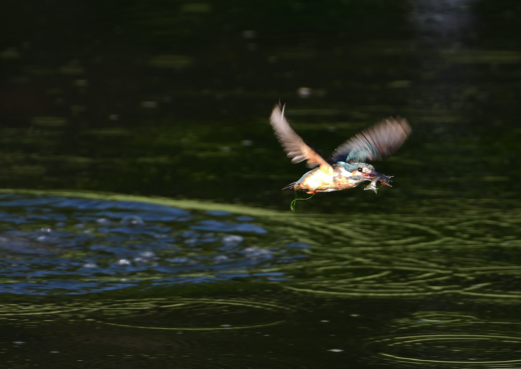 ダイブ　８/１３❷