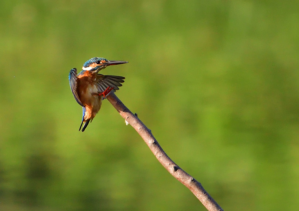 いつもの公園で　８/１７⑧