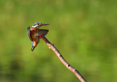 いつもの公園で　８/１７⑧