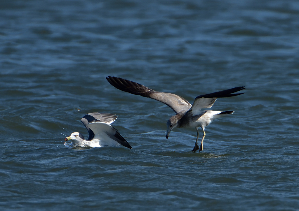 ウミネコ　１０/１３❶