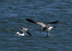 ウミネコ　１０/１３❶