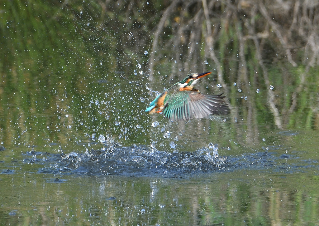 ダイブ　５/６❺