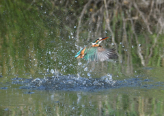 ダイブ　５/６❺