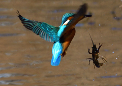 ザリガニを・・・・・・　１/２９❻