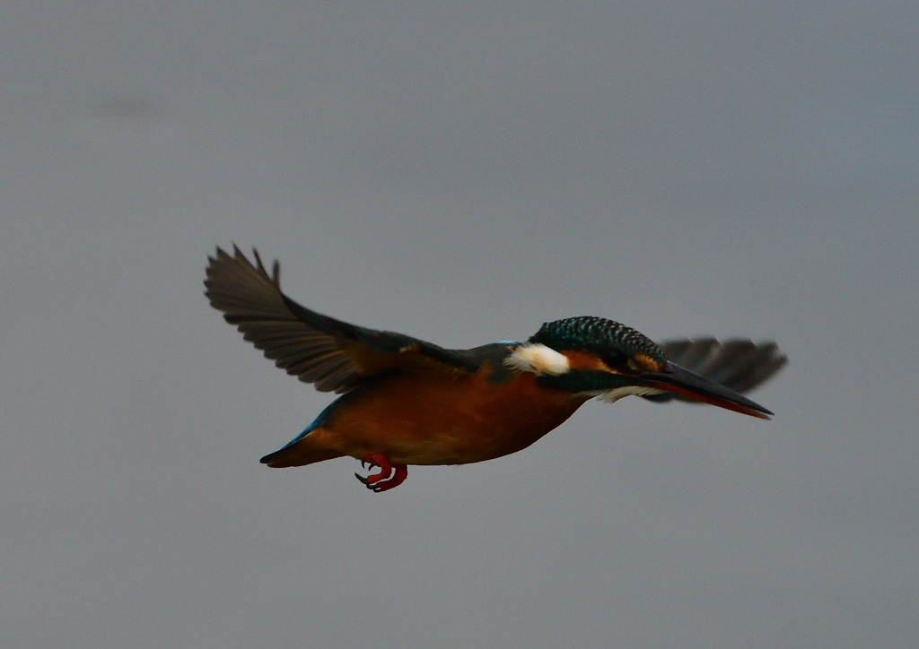 ホバる　１２/９