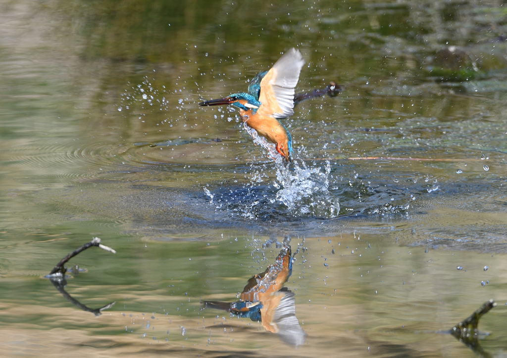 エビを・・・・❶