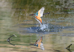 エビを・・・・❶