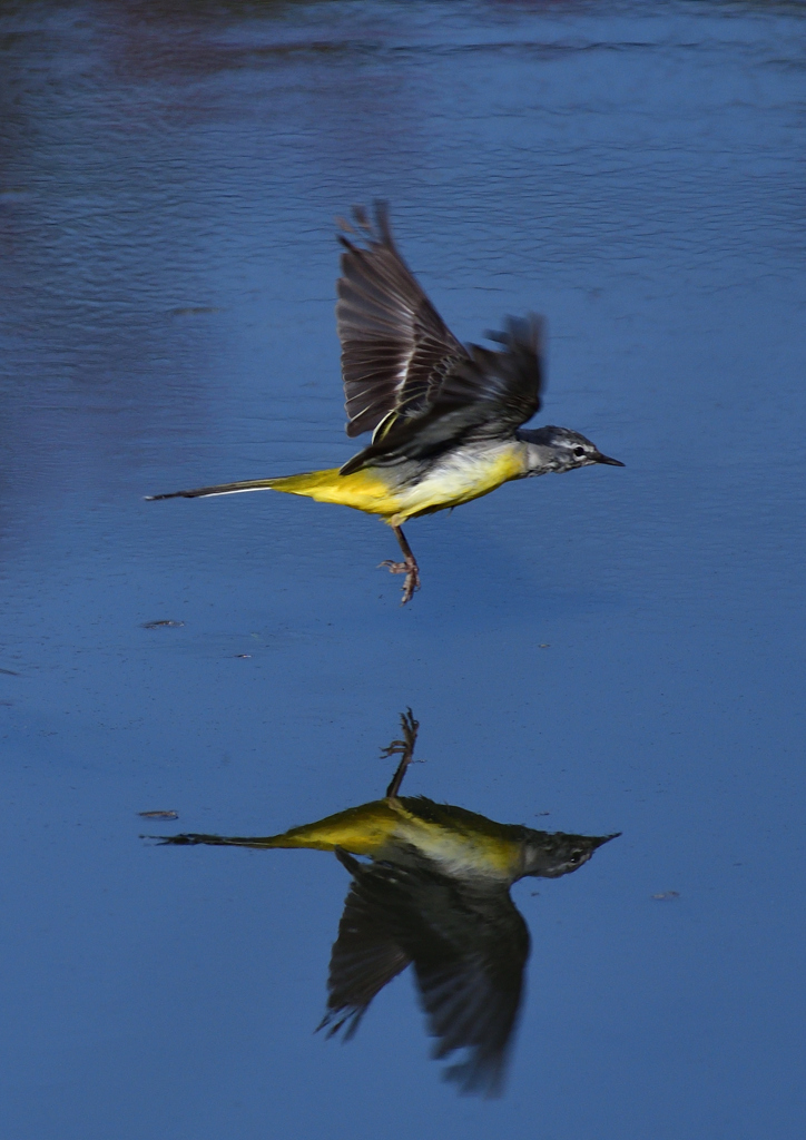 キセキレイ　３/１９❶